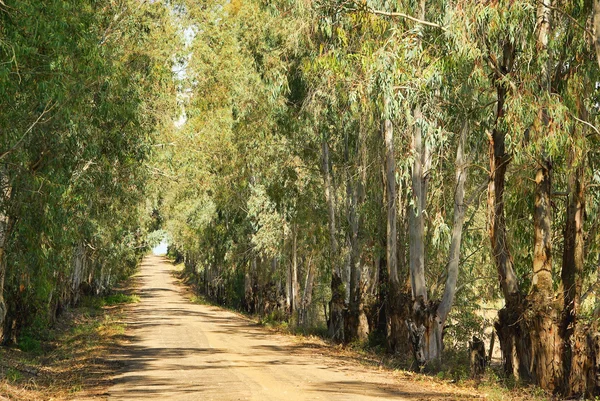 Eukalyptus — Stockfoto