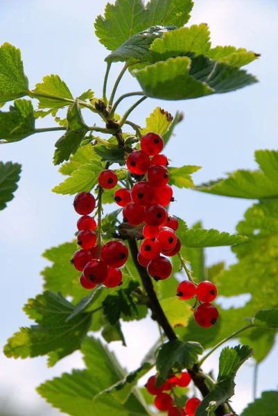 Cespuglio di ribes — Foto Stock