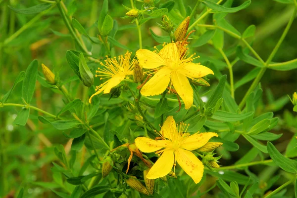 St johns wort — Φωτογραφία Αρχείου