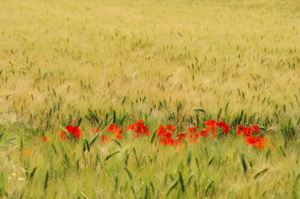 Papoula de milho no campo — Fotografia de Stock