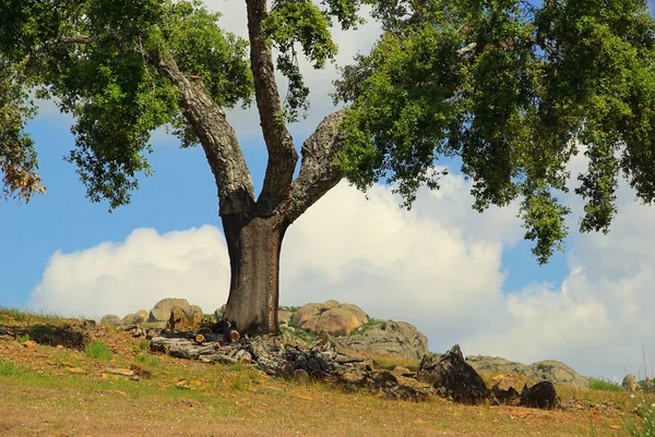 Roble de corcho — Foto de Stock