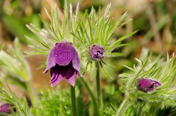 Pasque flower — Stock Photo, Image