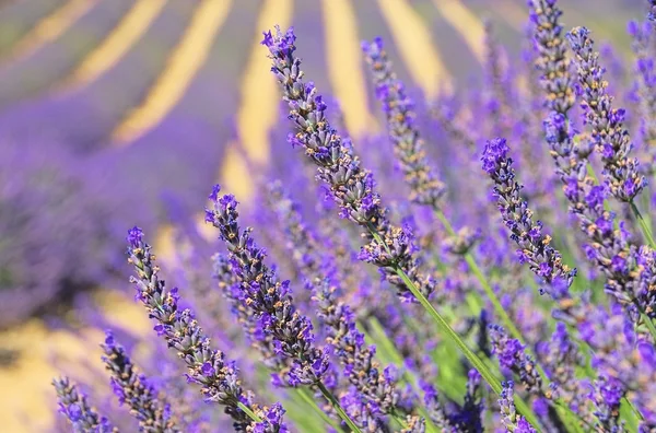 Campo de lavanda — Fotografia de Stock