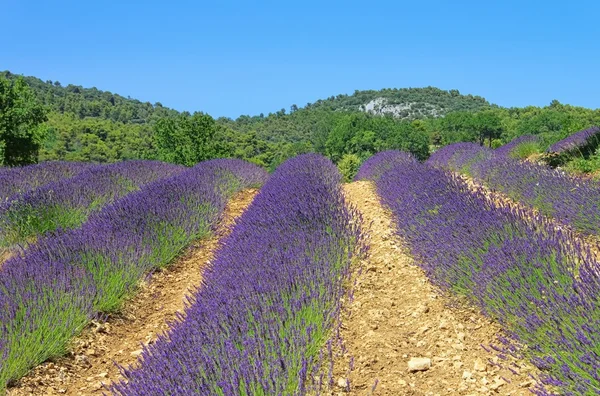 Campo de lavanda — Foto de Stock