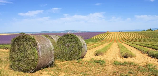 Lavender field harvest — Stock Photo, Image