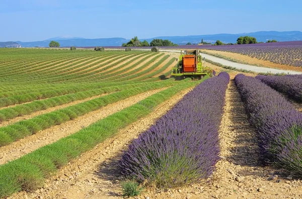 Lavender field harvest — Stock Photo, Image