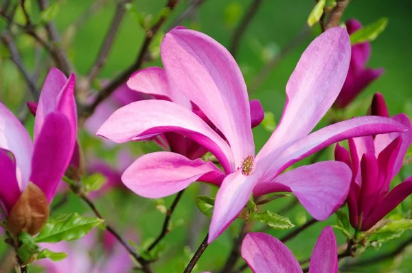 Magnolia — Stock Photo, Image