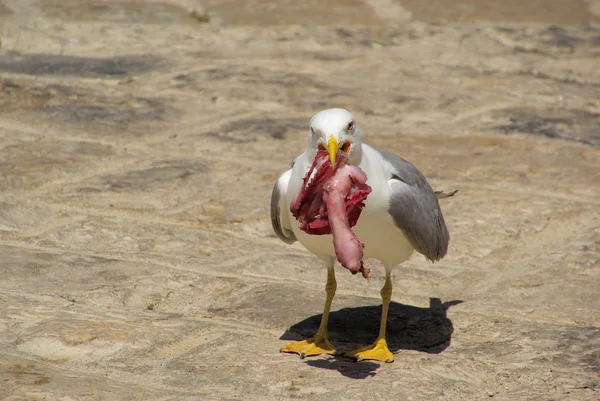 Gull with fish — Stock Photo, Image