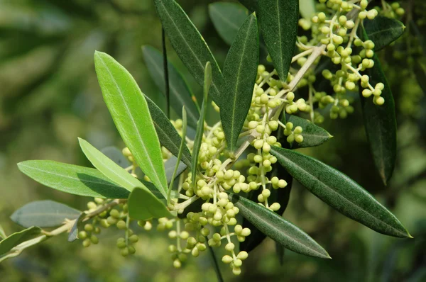 Olive tree blossom — Stock Photo, Image