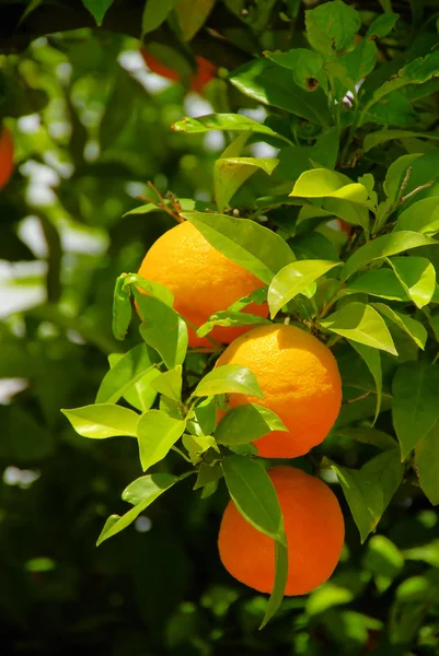 Ağaç üzerinde turuncu meyveler — Stok fotoğraf