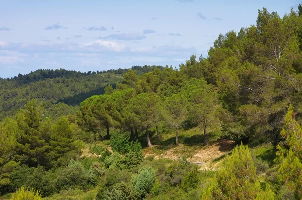 Foresta di pino — Foto Stock