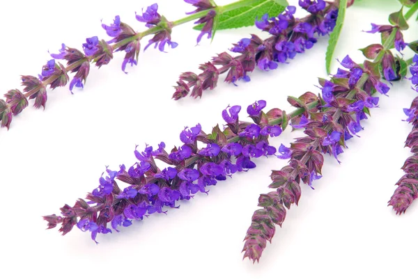 Flor de salvia aislada — Foto de Stock