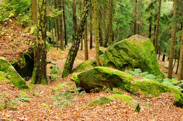 在森林中的砂岩岩 — 图库照片