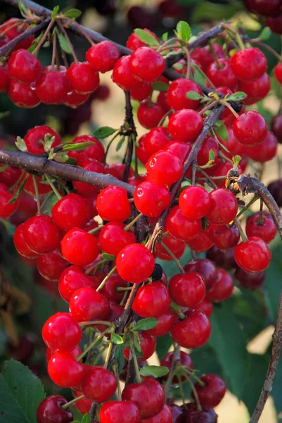 Sour cherry — Stock Photo, Image