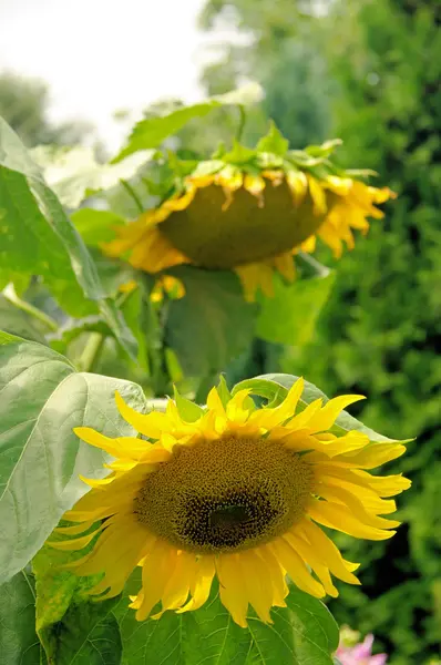 Girasoles —  Fotos de Stock