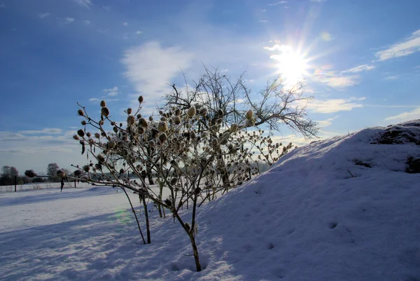 Thorn apple in de winter — Stockfoto