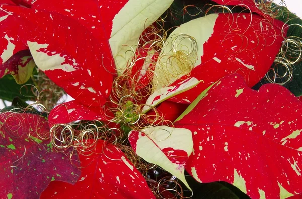 Poinsettia — Stock Photo, Image