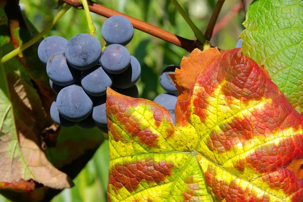 Weinrot — Stockfoto