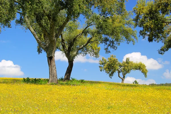 Meadow and cork oaks — Stock Photo, Image