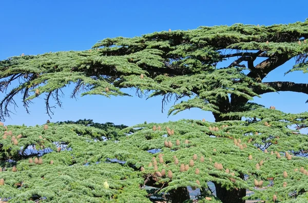 Cèdre en fleurs — Photo