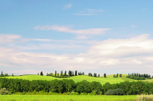 Cypress Avenue in Toscane, Italië — Stockfoto