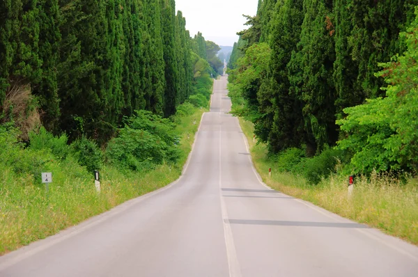 Cypress avenue longest from Italy — Stock Photo, Image