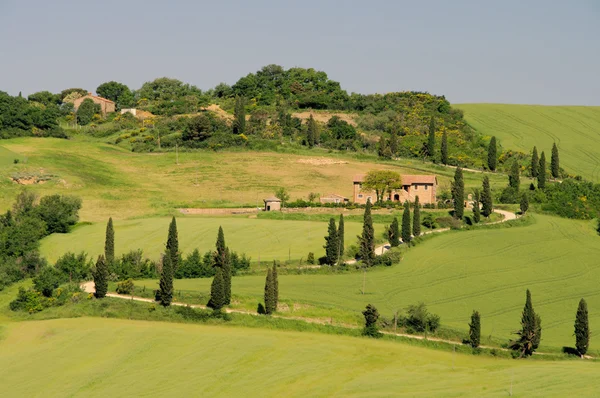 Cypress curve in Toscane, Italië — Stockfoto