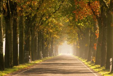 Allee Im herbst - Güz 22 avenue