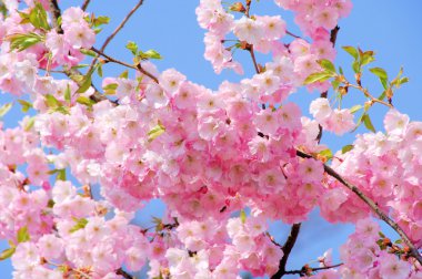 kirschblate rosa - kiraz çiçeği 19