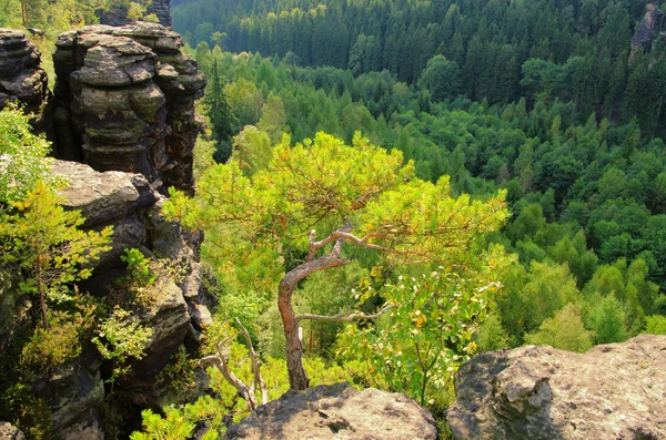 Bielatal - Valle di Biela 23 — Foto Stock