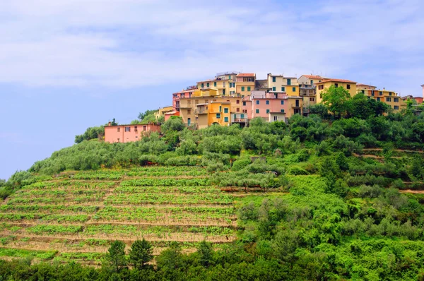 Cinque Terre Volastra 01 — Fotografia de Stock