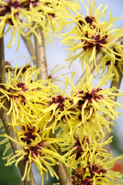 Hamamelis 28 — Zdjęcie stockowe