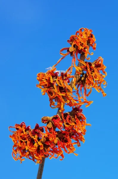 Hamamelis 42 Orange Beauty — Stok Foto