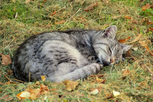 Katze - katt 27 — Stockfoto