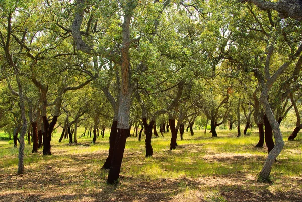 Korkeiche - stejar de plută 55 — Fotografie, imagine de stoc