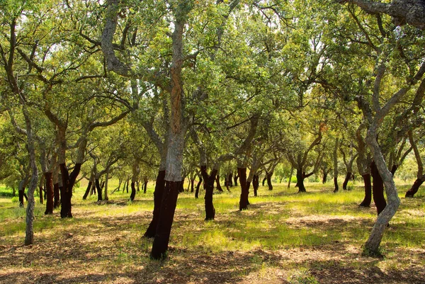 Korkeiche - kurkeik 55 — Stockfoto