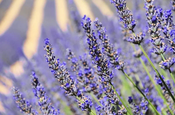 Lavendelfeld - champ de lavande 18 — Photo