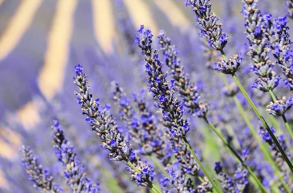 Lavendelfeld - Campo de lavanda 18 — Fotografia de Stock