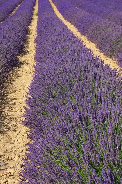 Lavendelfeld - лавандовое поле 19 — стоковое фото