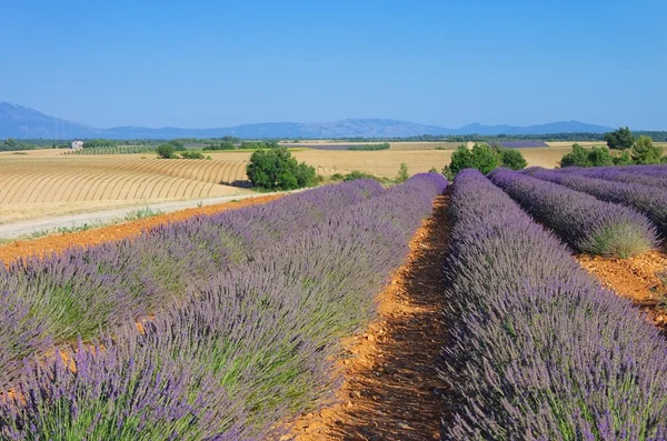 Lavendelfeld - Campo de lavanda 21 — Fotografia de Stock