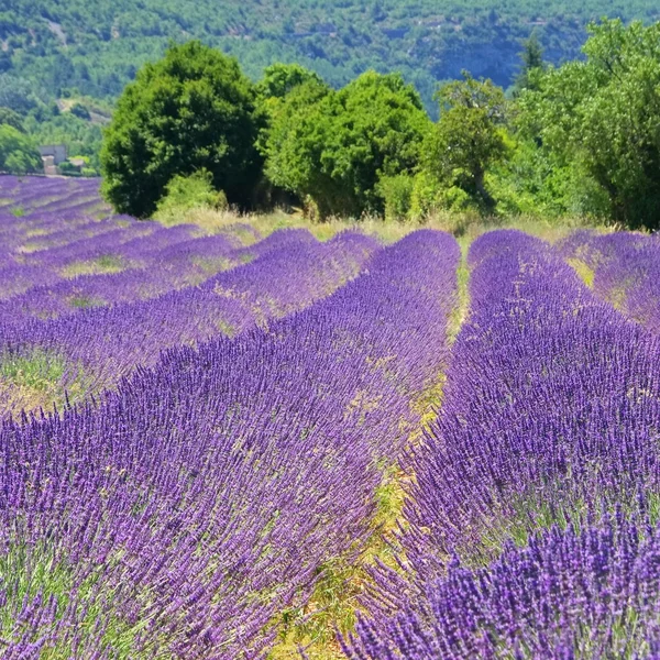 Lavendelfeld - lavender field 23 — Stock Photo, Image