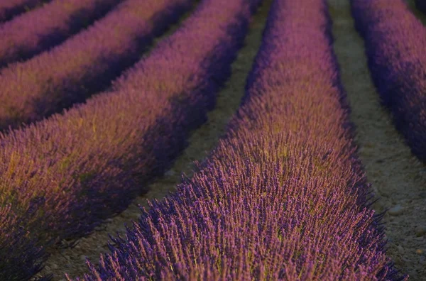 Lavendelfeld - Campo de lavanda 40 — Fotografia de Stock