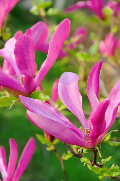 Magnolie - magnolia 21 — Stock Photo, Image