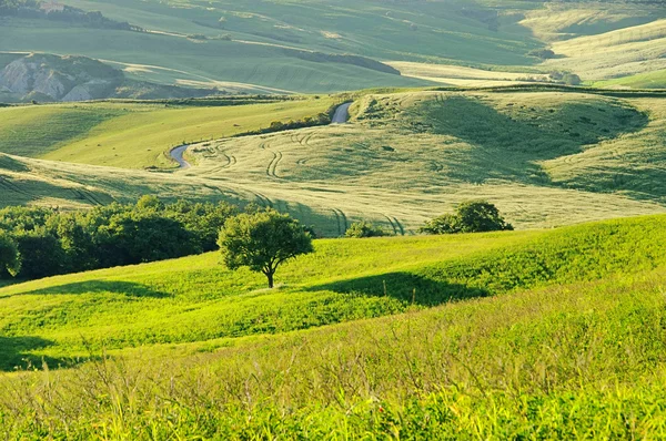 Toskana Huegel - colinas en Toscana 52 — Foto de Stock