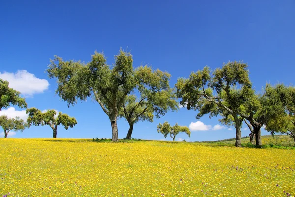 Wiese mit Korkeichen - meadow and cork oaks 11 — Stock Photo, Image