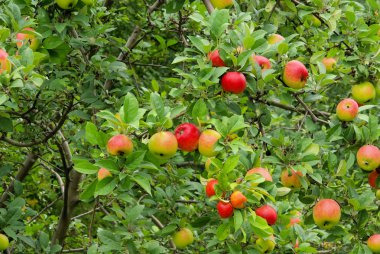 Apfel baum - elma ağacı 105 üzerinde kulüpler