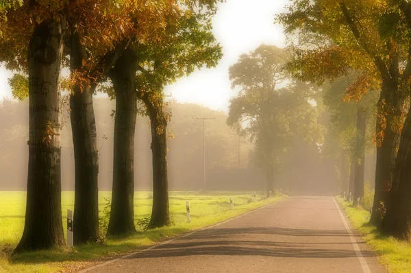 Allee im Herbst - avenue à l'automne 16 — Photo