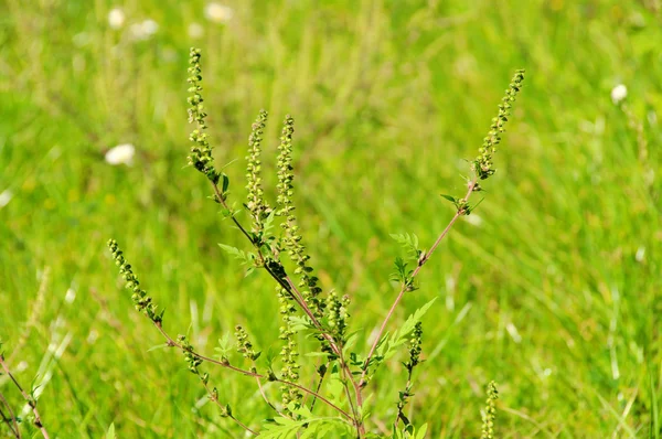 Ambrosia - Ragweed comum 05 — Fotografia de Stock