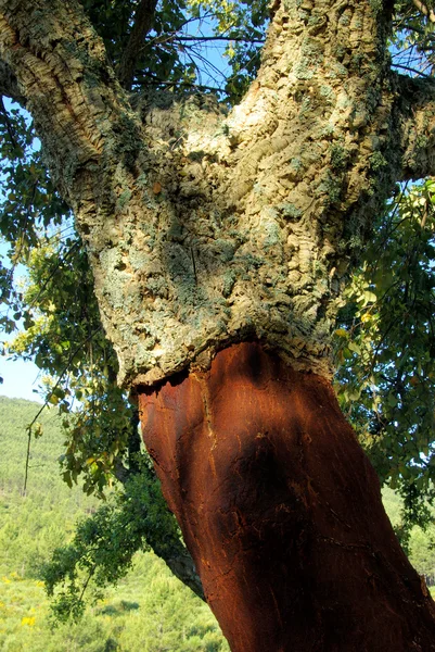 Korkeiche - cork oak 42 — Stock Photo, Image