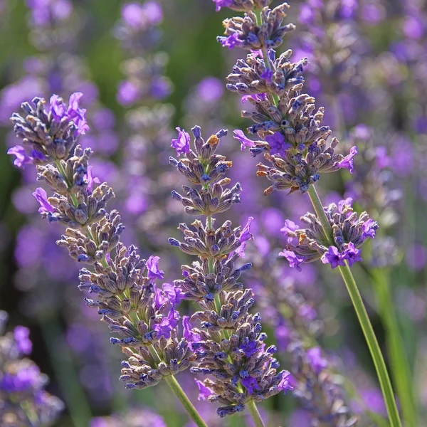 Lavendel - lavanta 87 — Stok fotoğraf